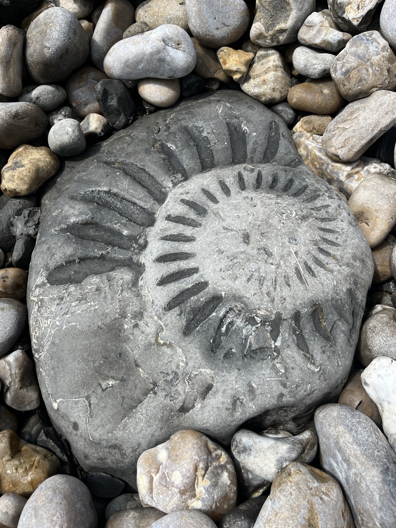 Lyme Regis & Charmouth – 11th May 2024